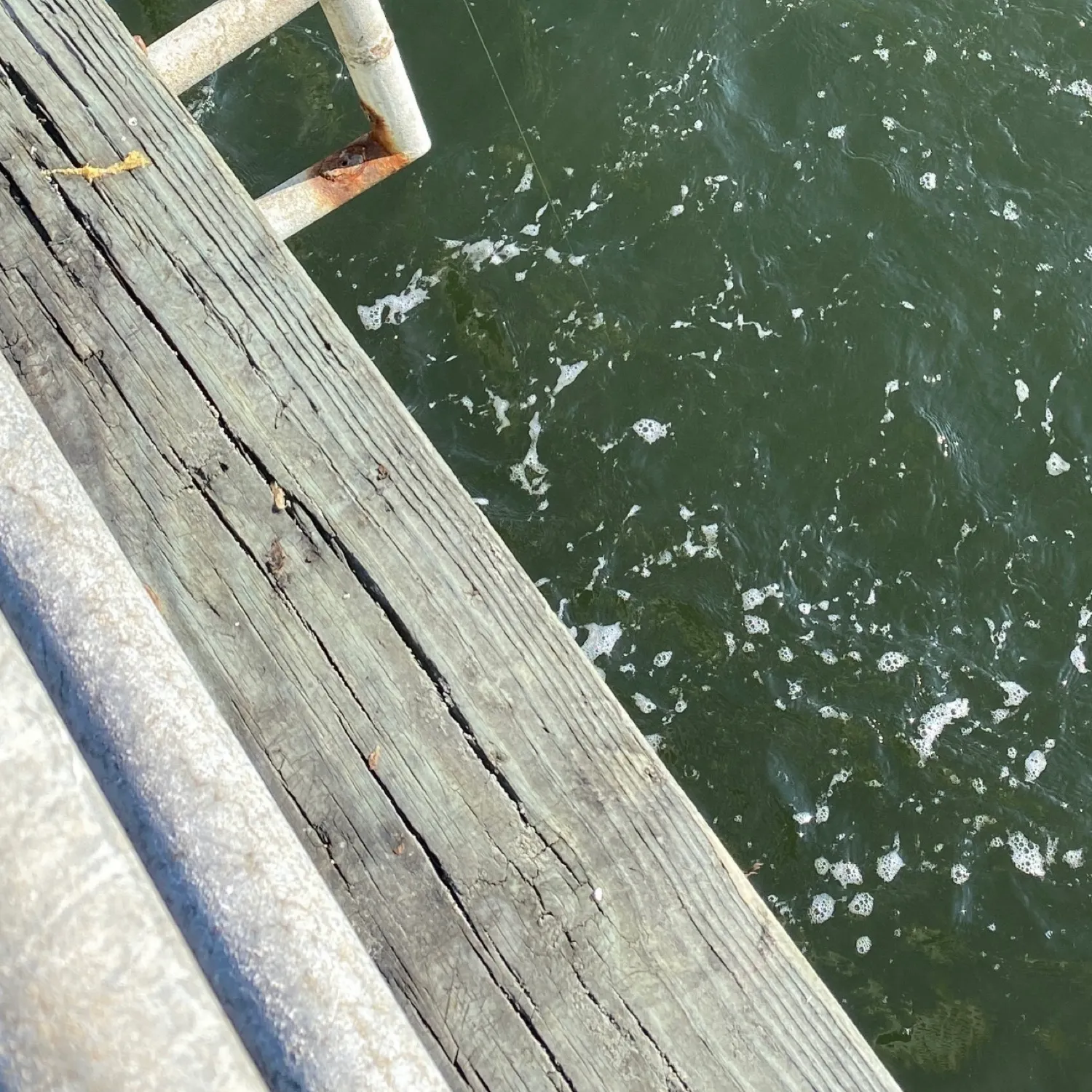 The most recent Cownose Ray catches on Fishbrain