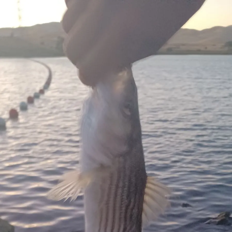 Striped bass caught on Fishbrain