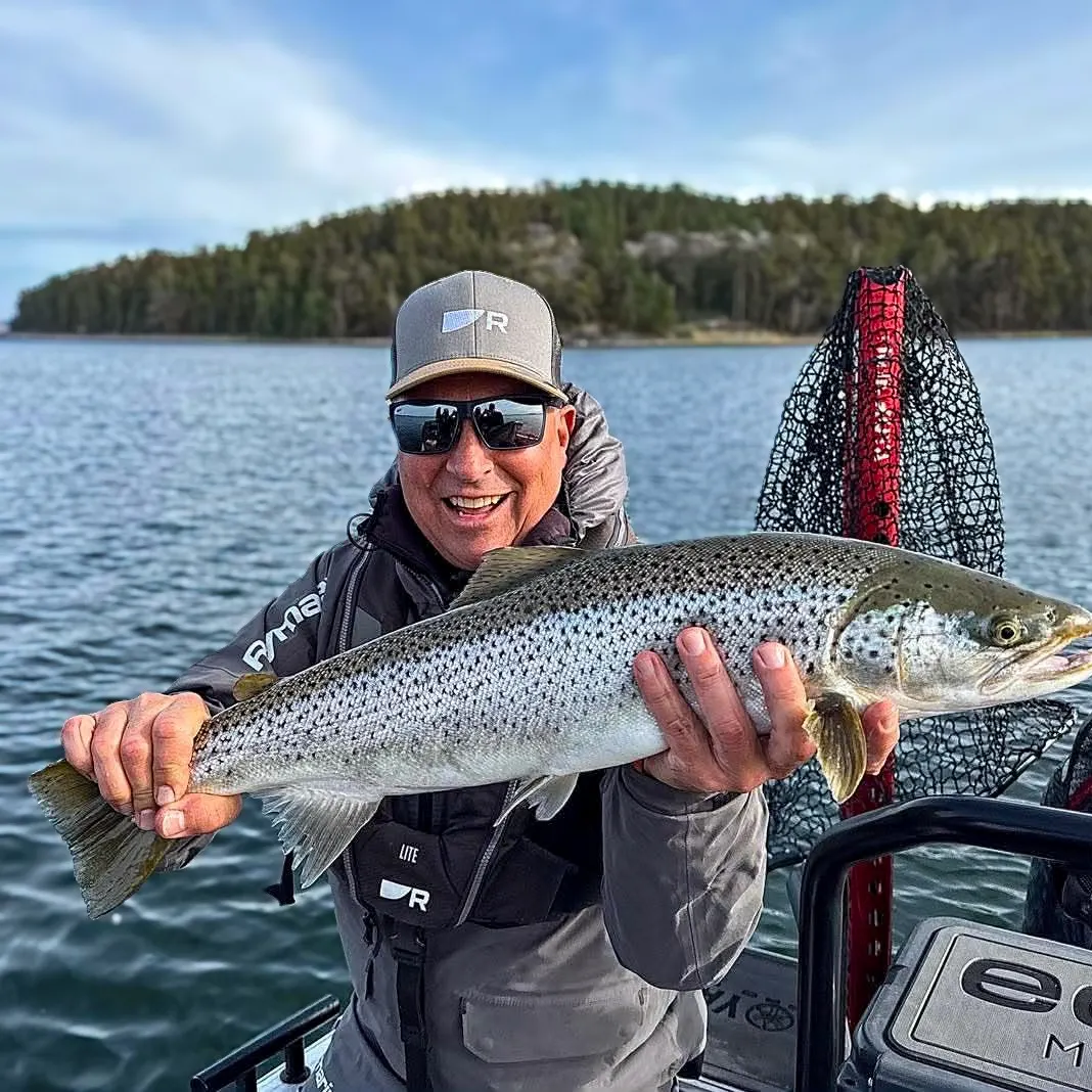 Sea trout caught on Fishbrain