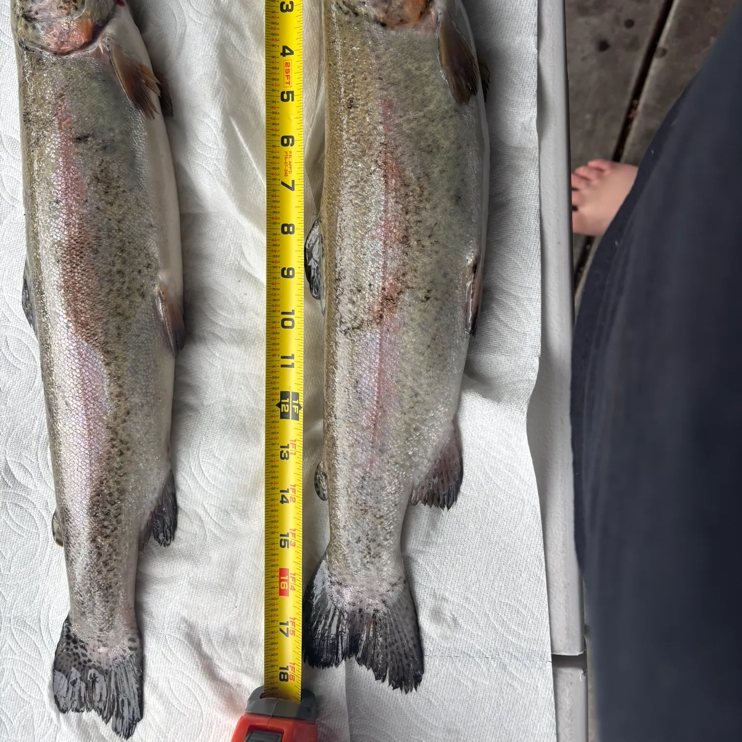 recently logged catches