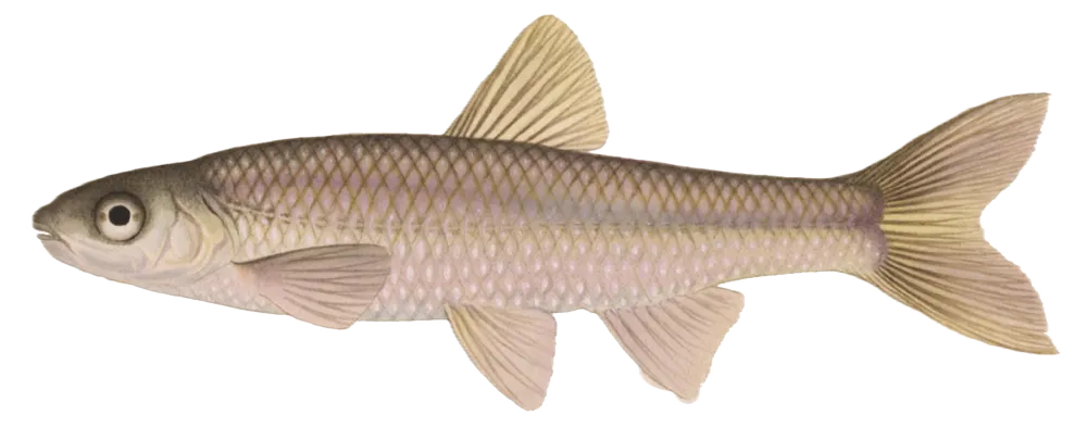 Eastern silvery minnow