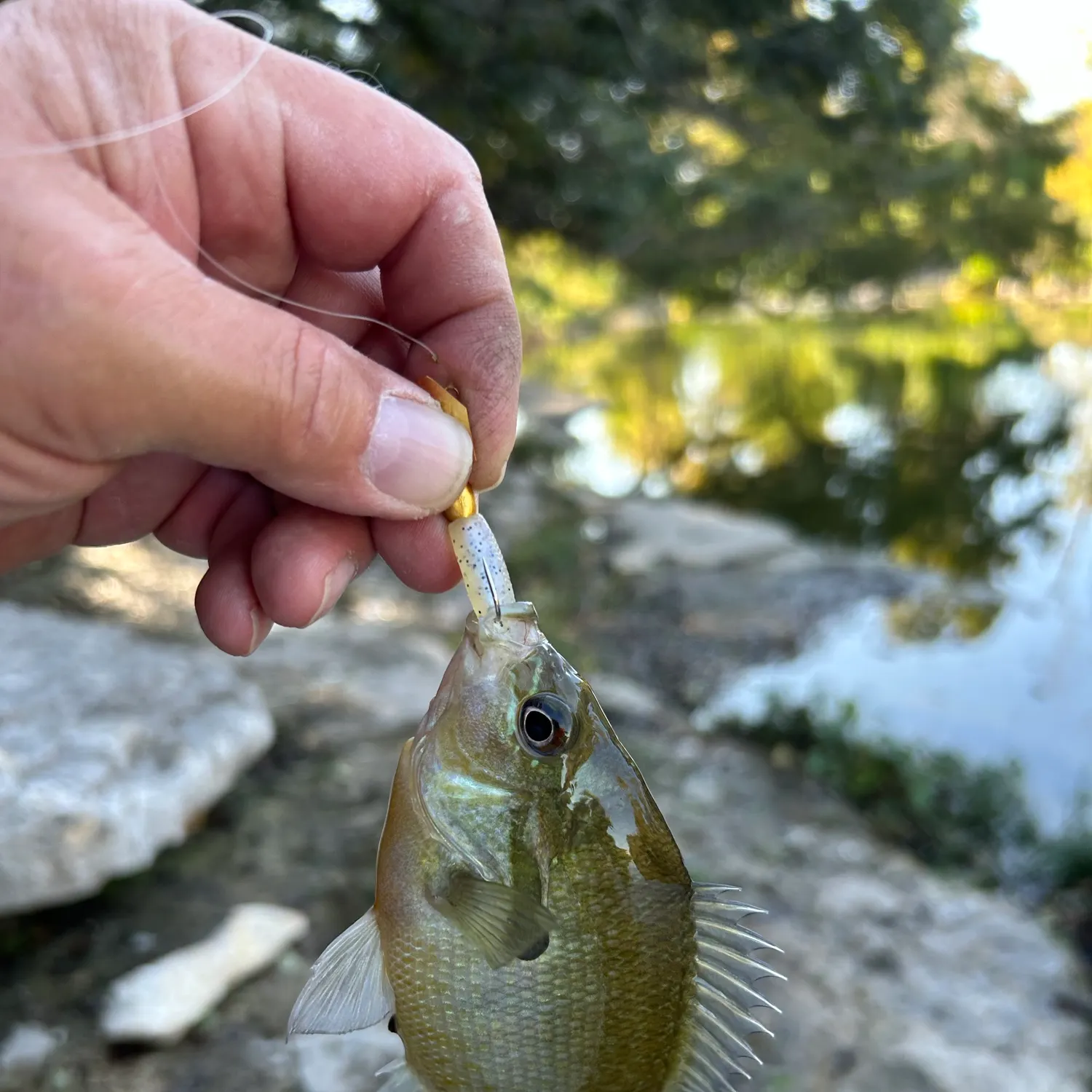Redbreast sunfish caught on Fishbrain