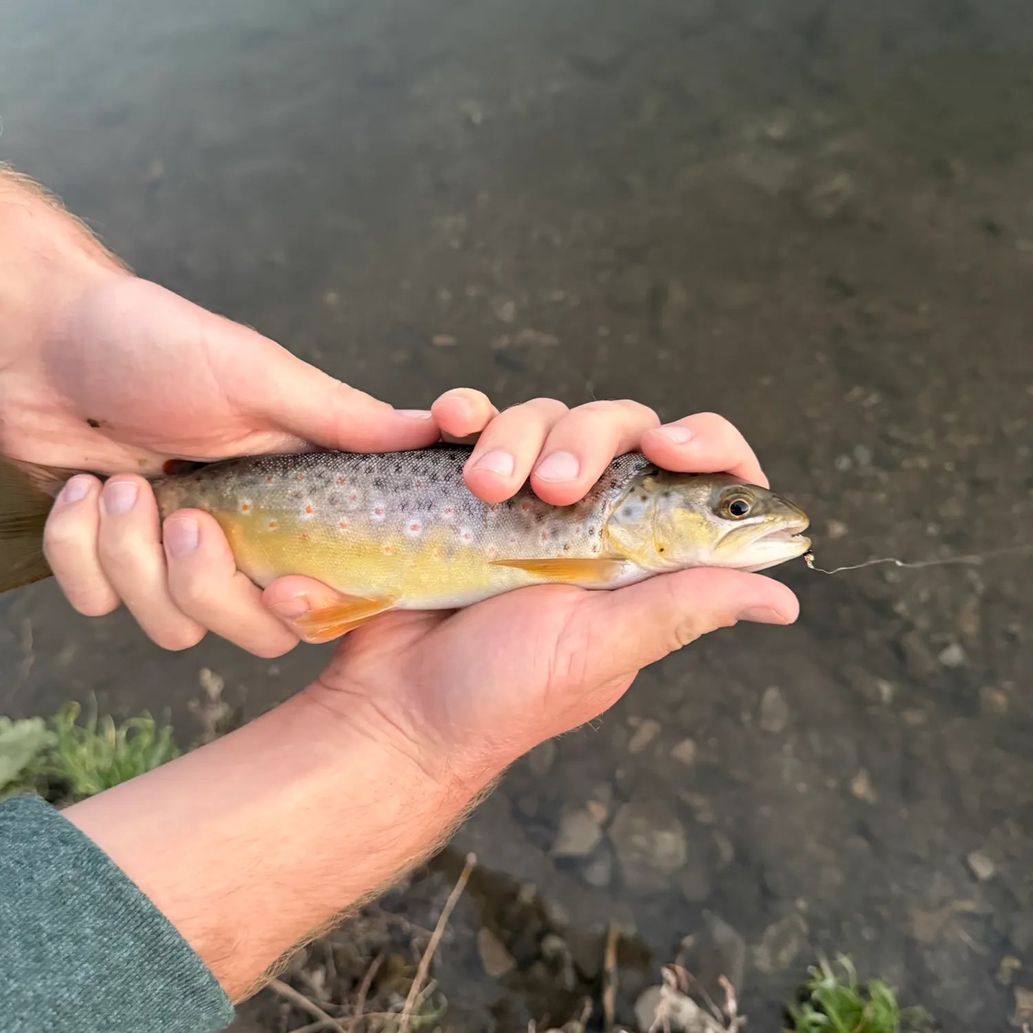 Brown trout caught on Fishbrain