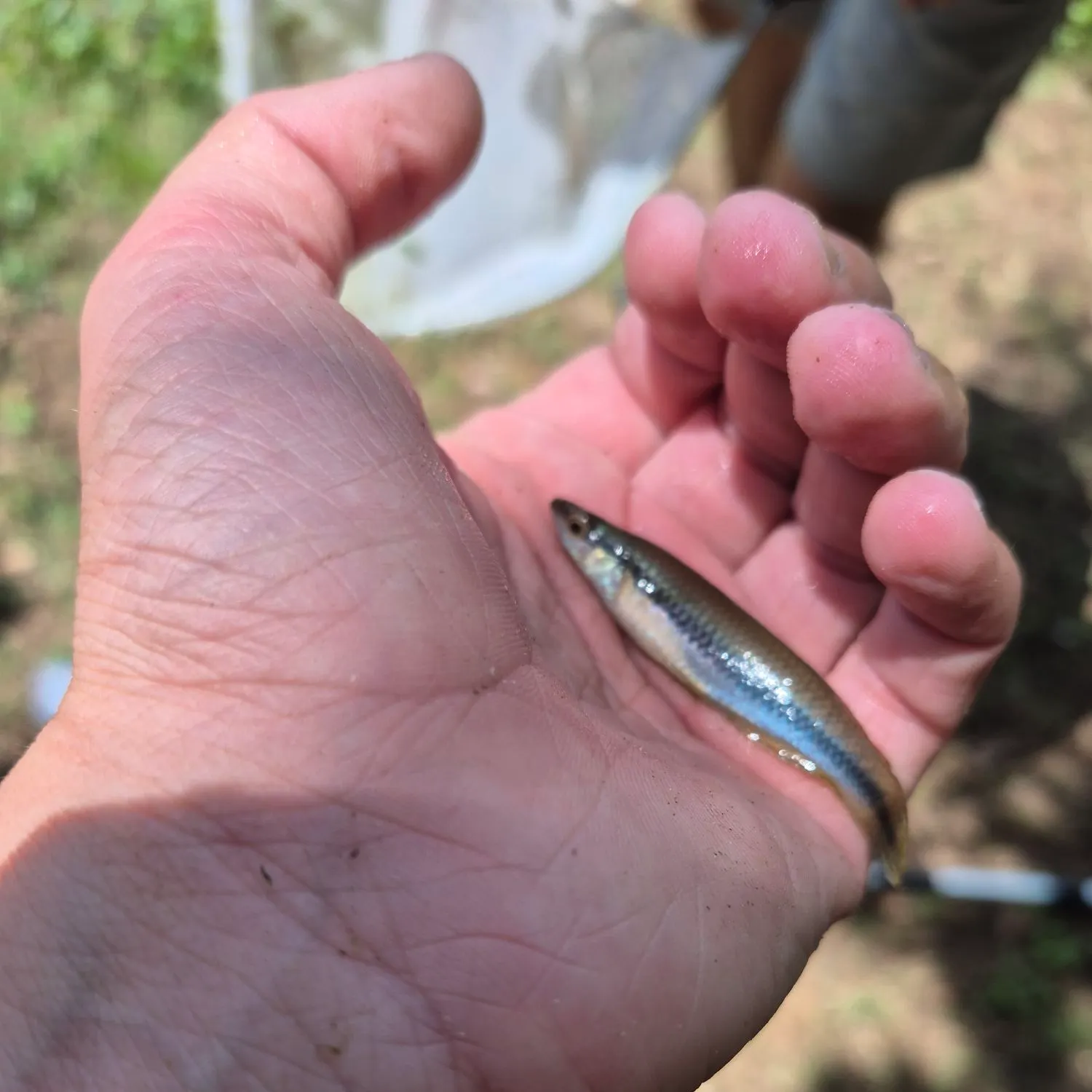 The most recent Blackstripe topminnow catches on Fishbrain