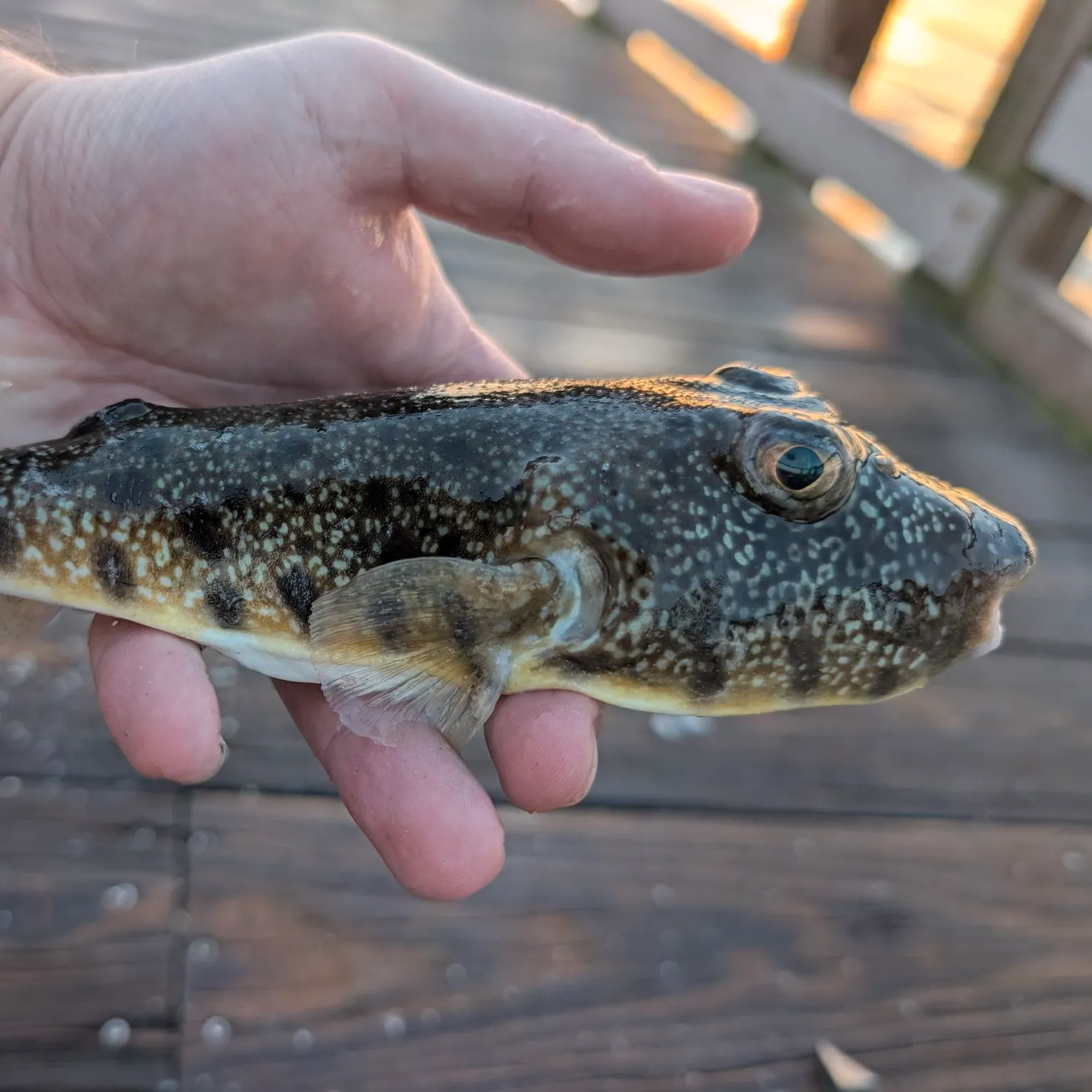 The most recent Checkered puffer catches on Fishbrain
