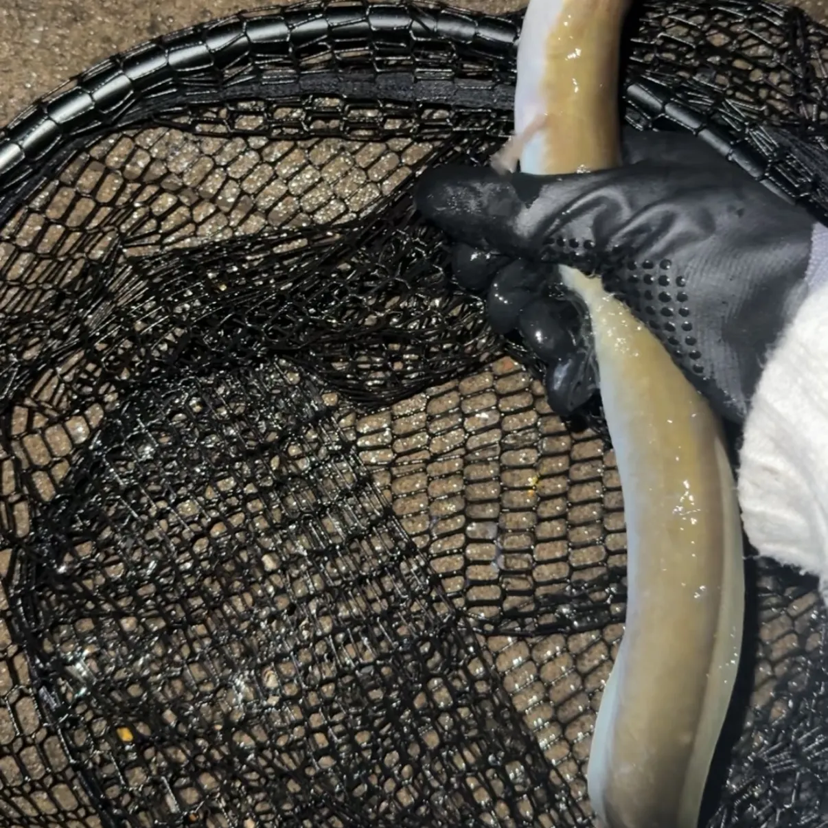 American eel caught on Fishbrain