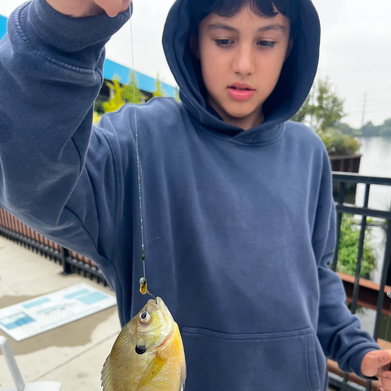 Bluegill caught on Fishbrain