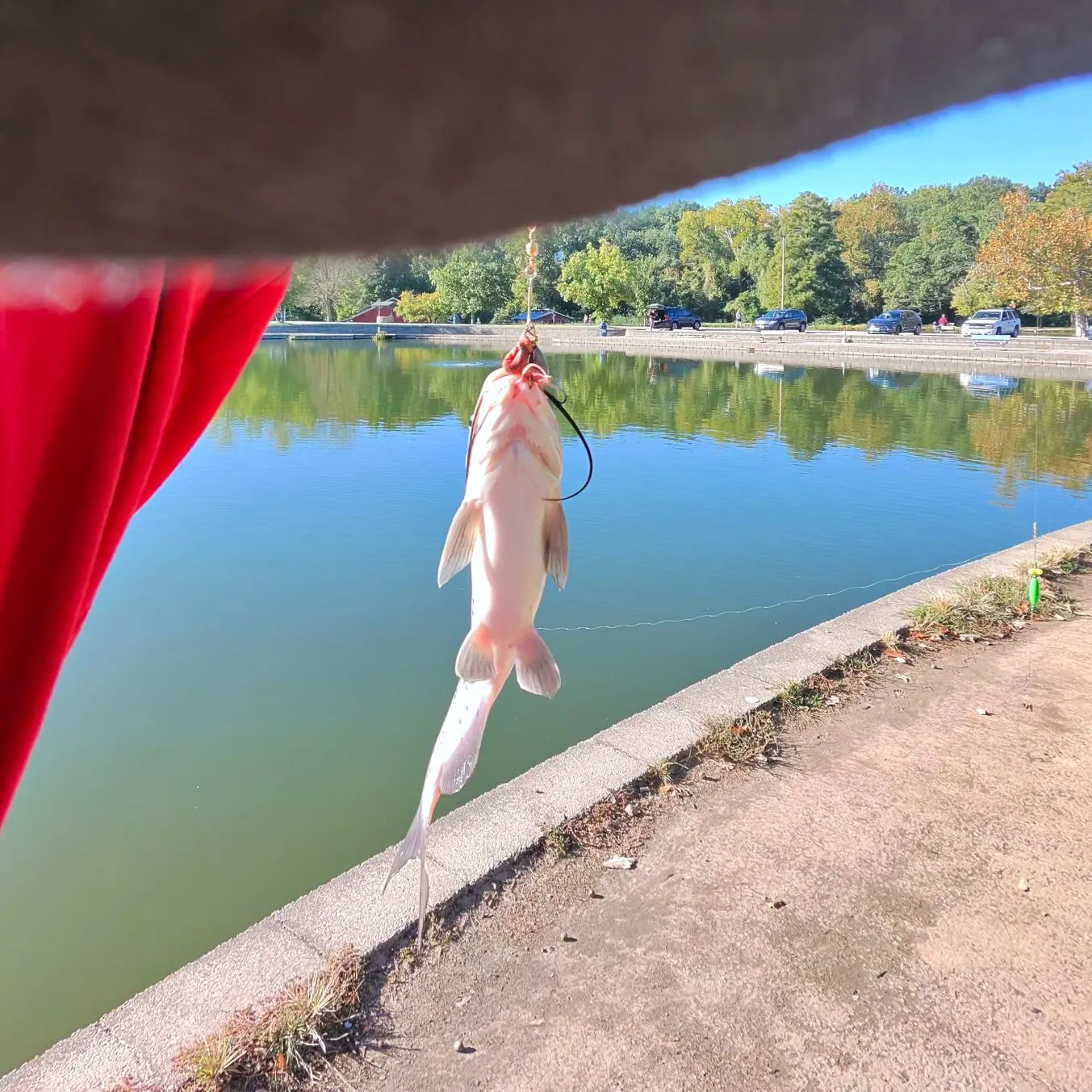 White bullhead caught on Fishbrain