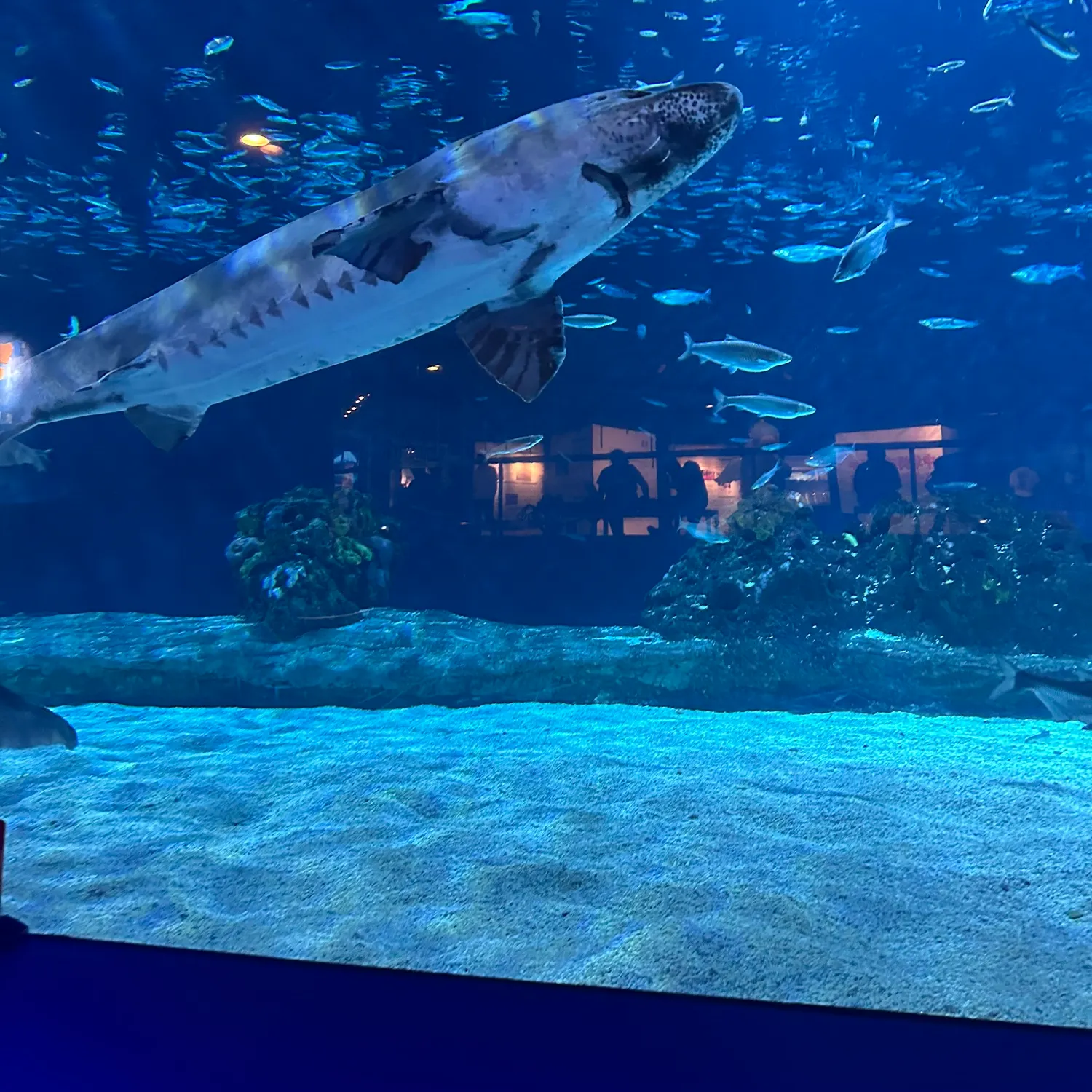 The most recent Chinese sturgeon catches on Fishbrain