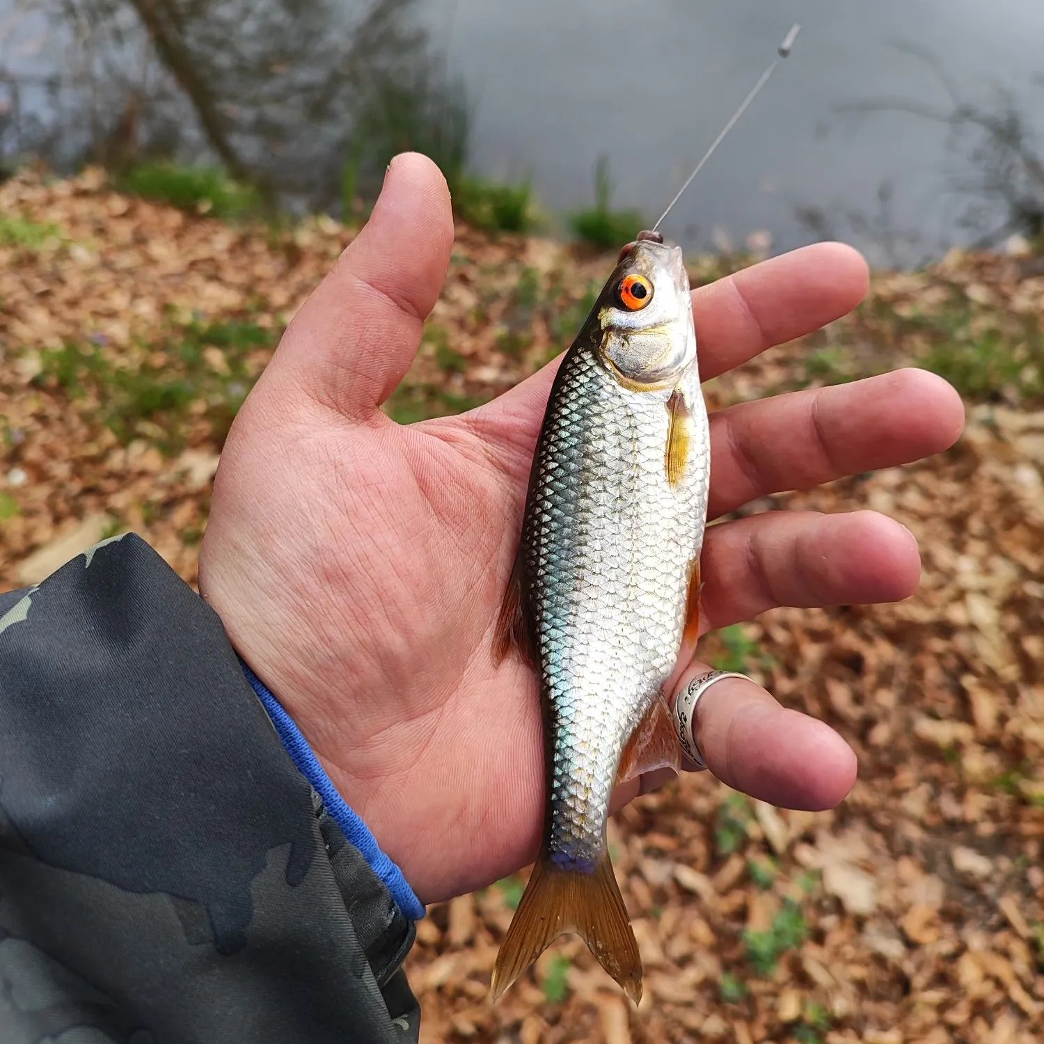 The most recent Common roach catches on Fishbrain