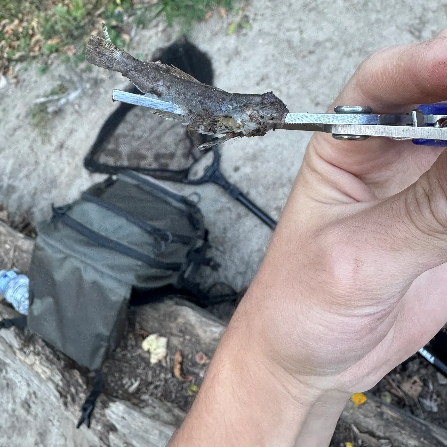 Round goby caught on Fishbrain