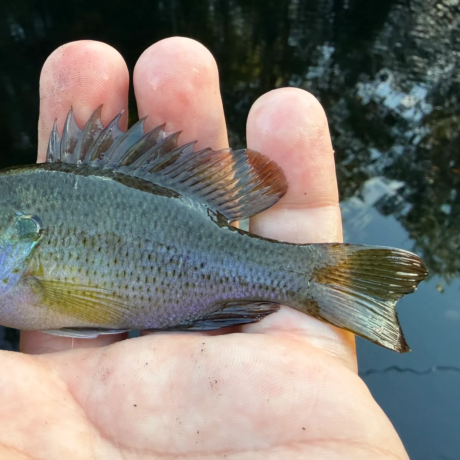 Spotted sunfish caught on Fishbrain