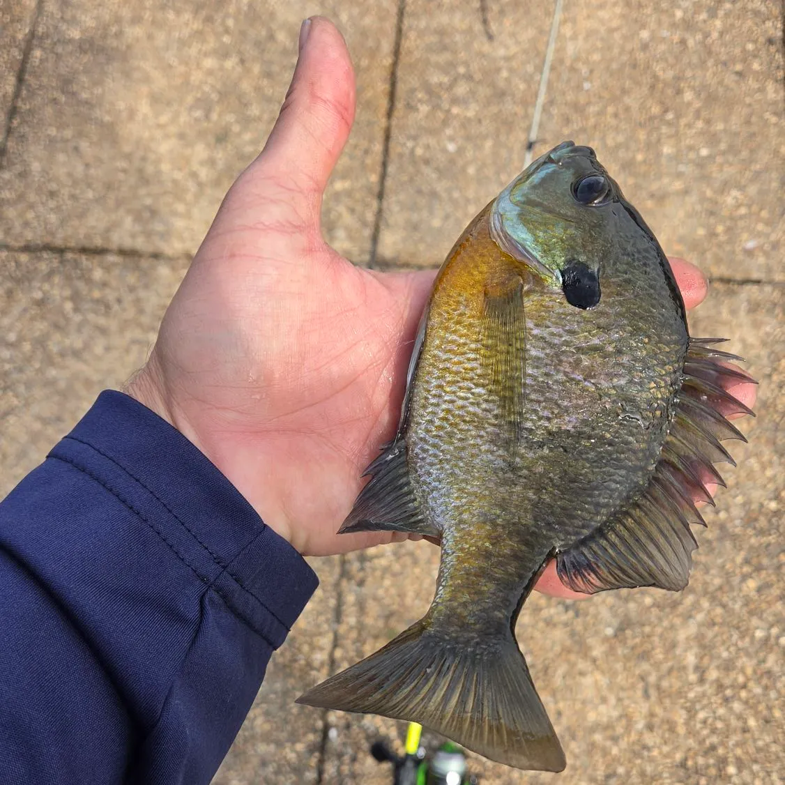 Bluegill caught on Fishbrain