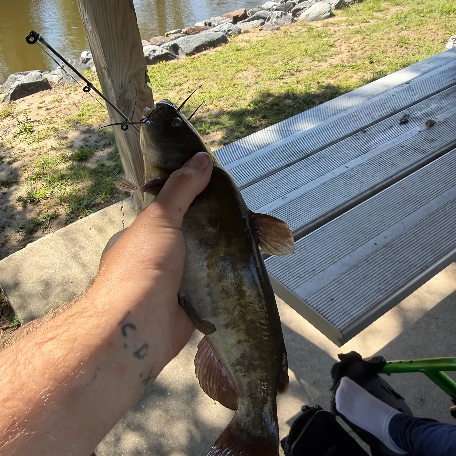 Brown bullhead caught on Fishbrain