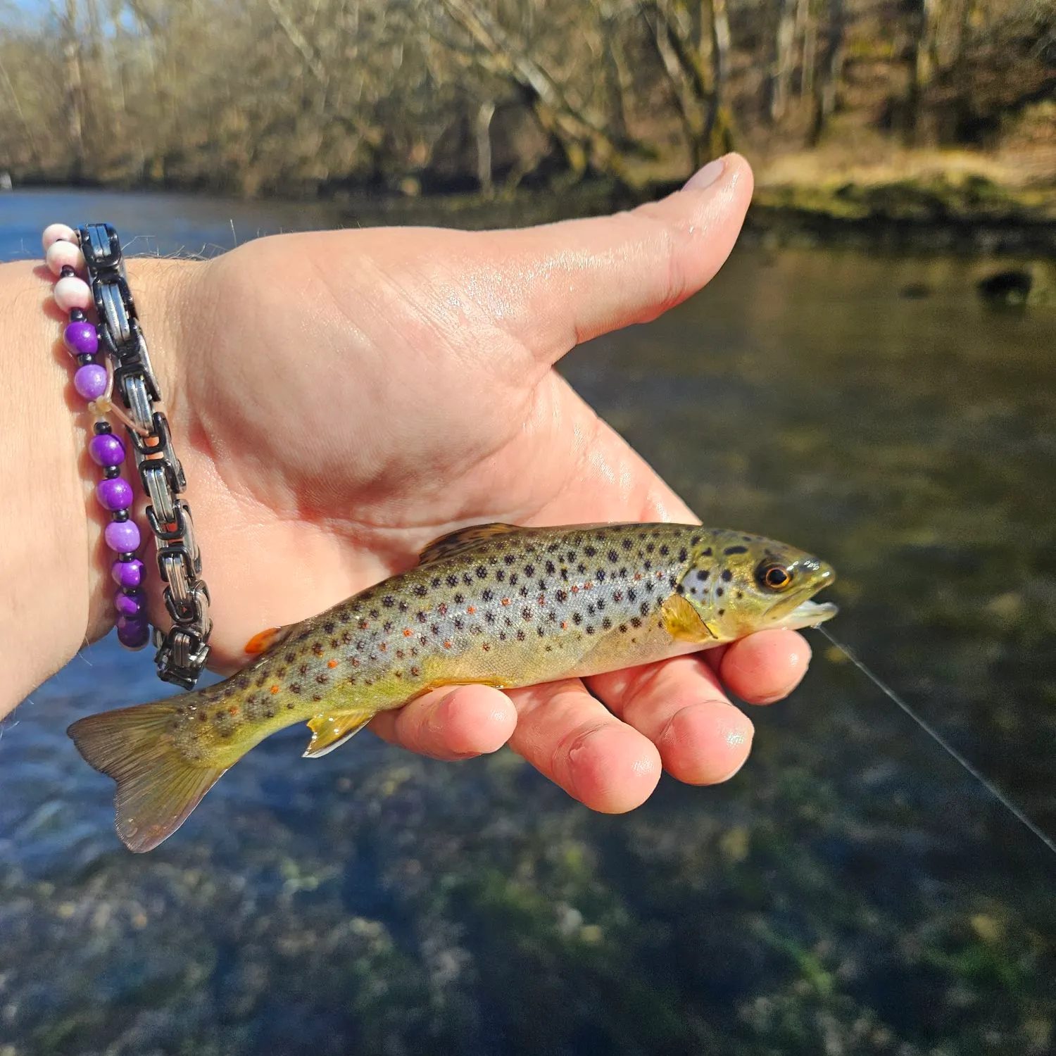 The most recent Brown trout catches on Fishbrain