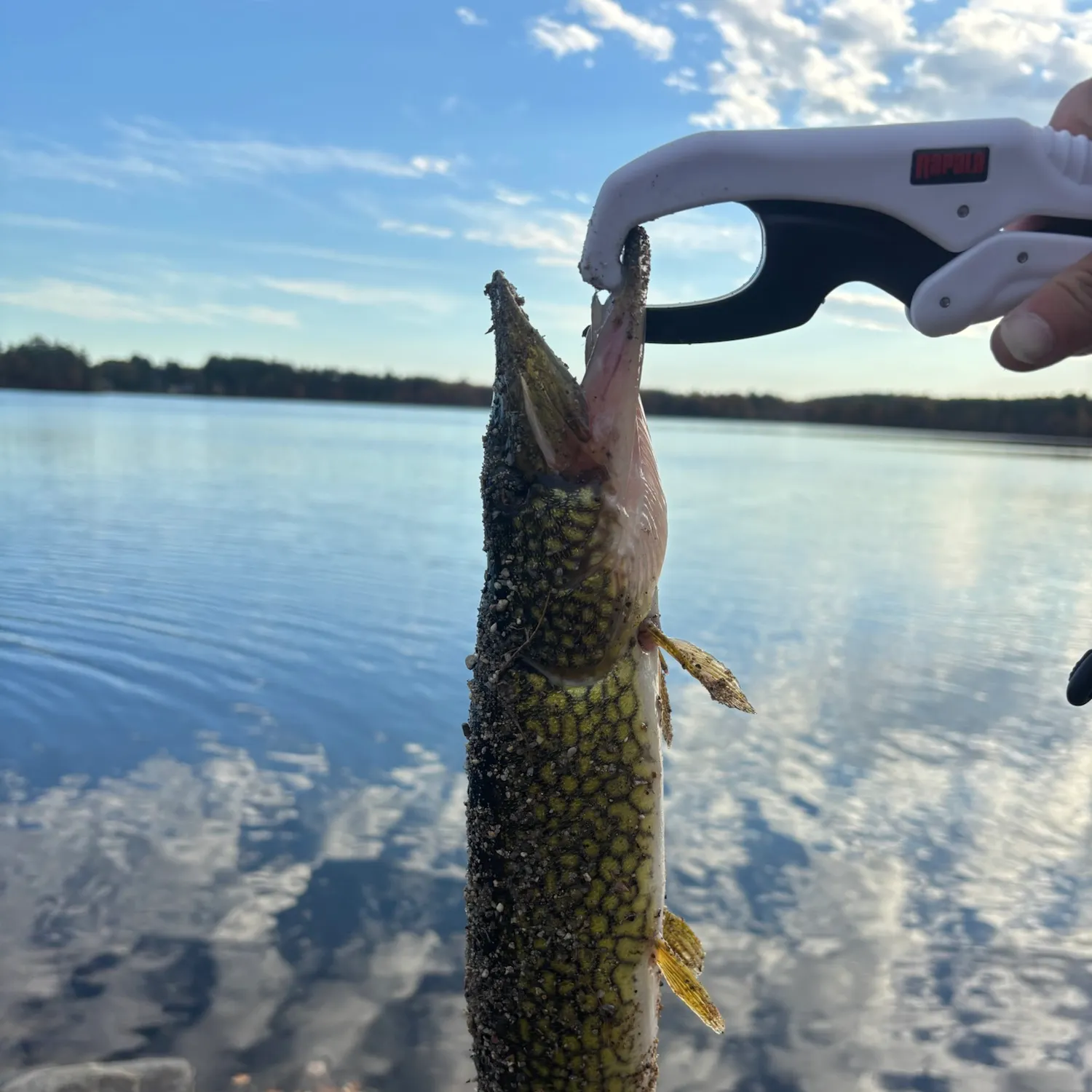 Chain pickerel caught on Fishbrain