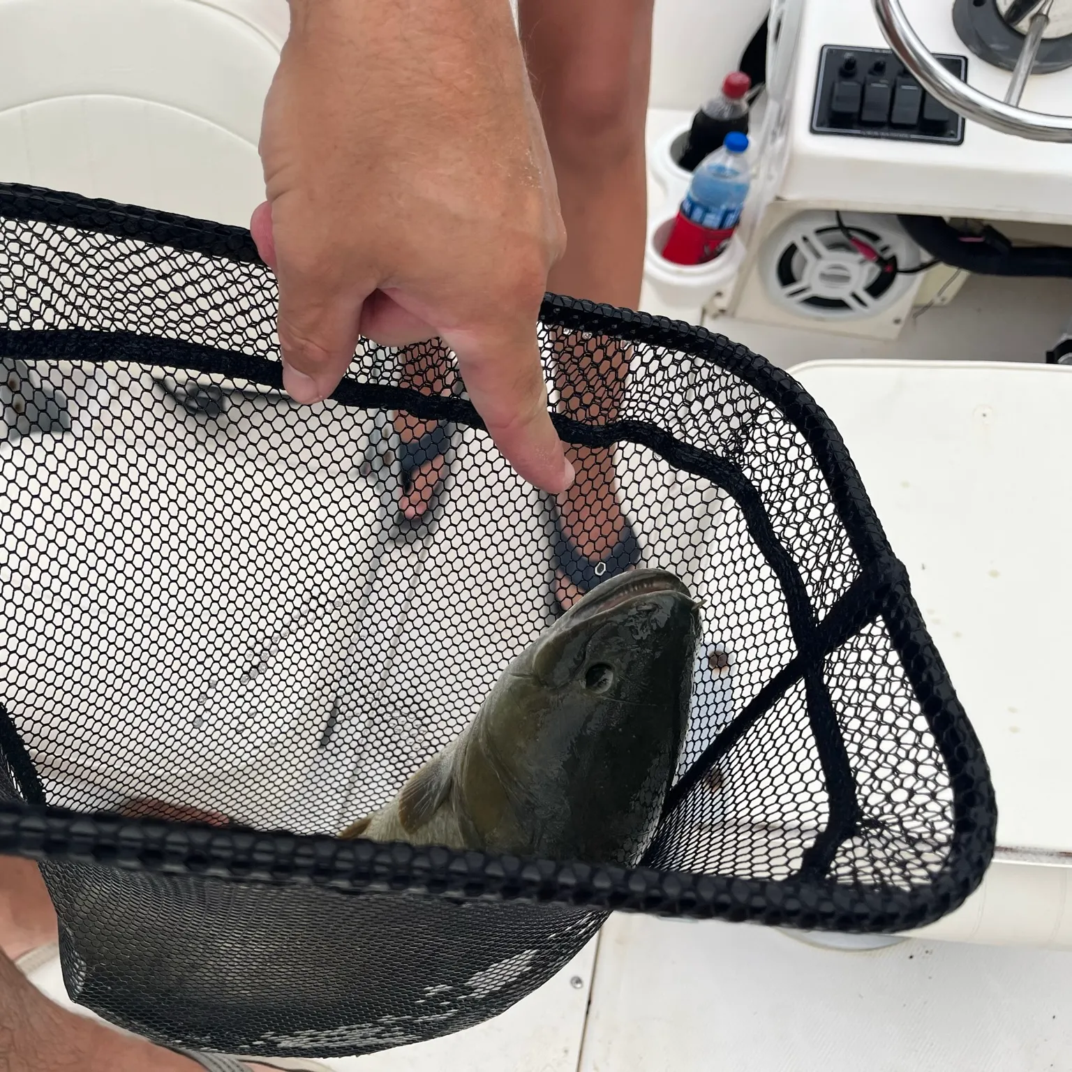 The most recent Eyetail bowfin catches on Fishbrain