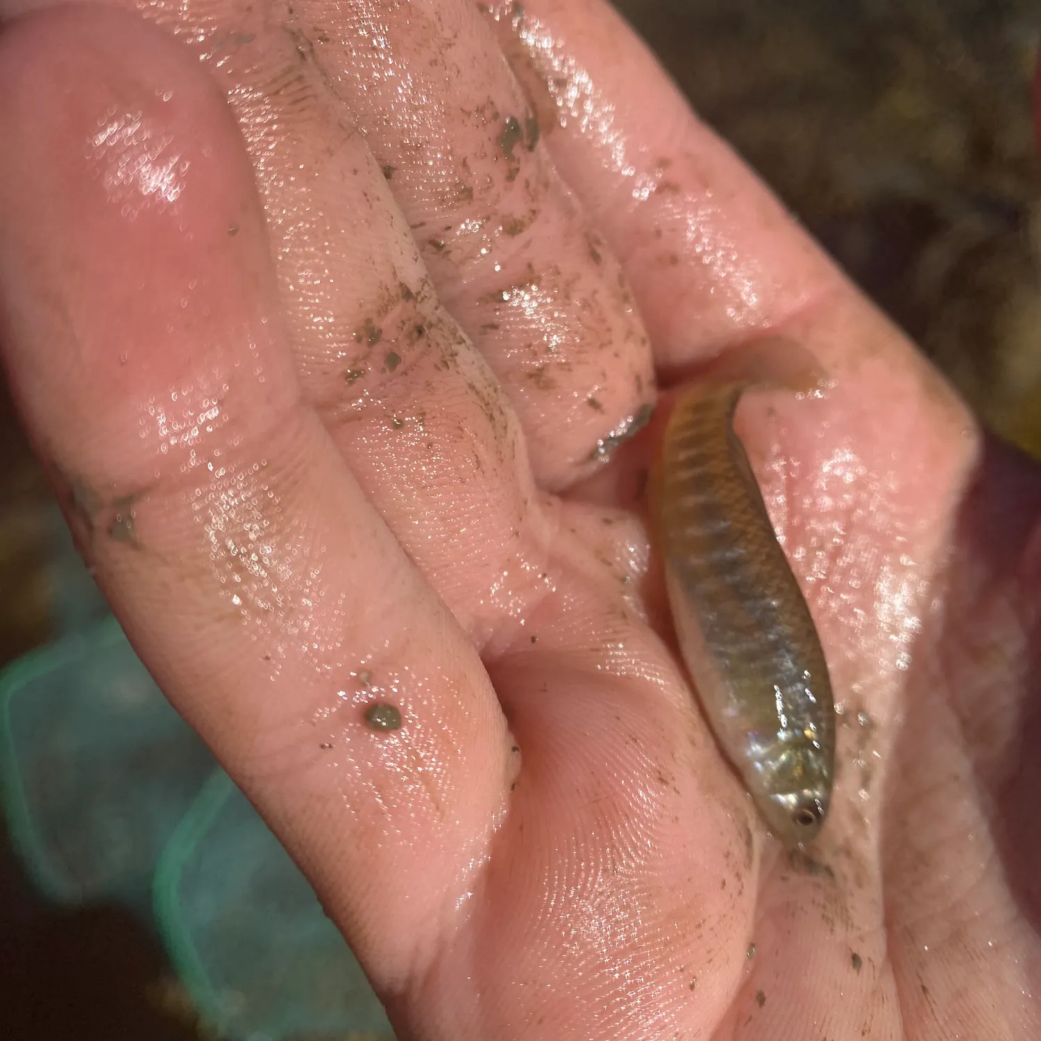 Mummichog caught on Fishbrain