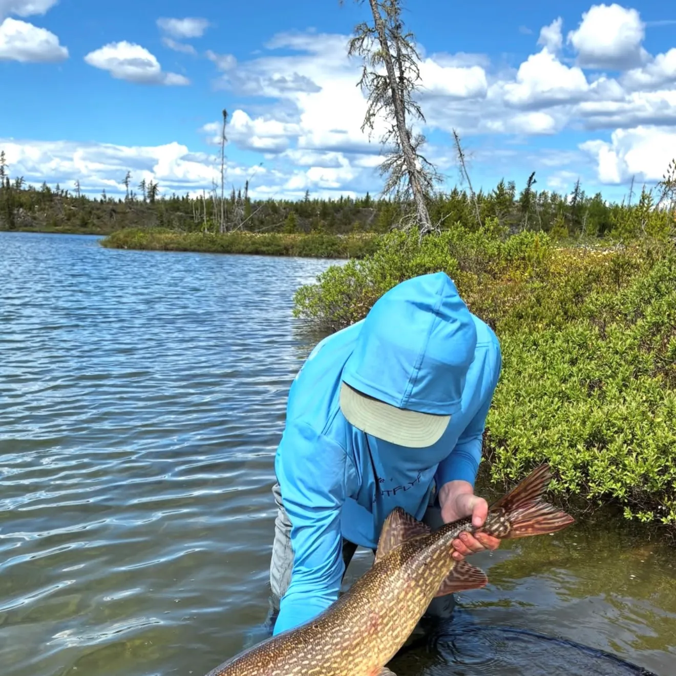 Northern pike caught on Fishbrain