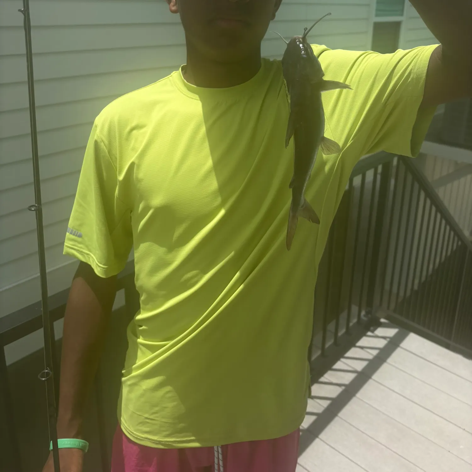 Gafftopsail sea catfish caught on Fishbrain