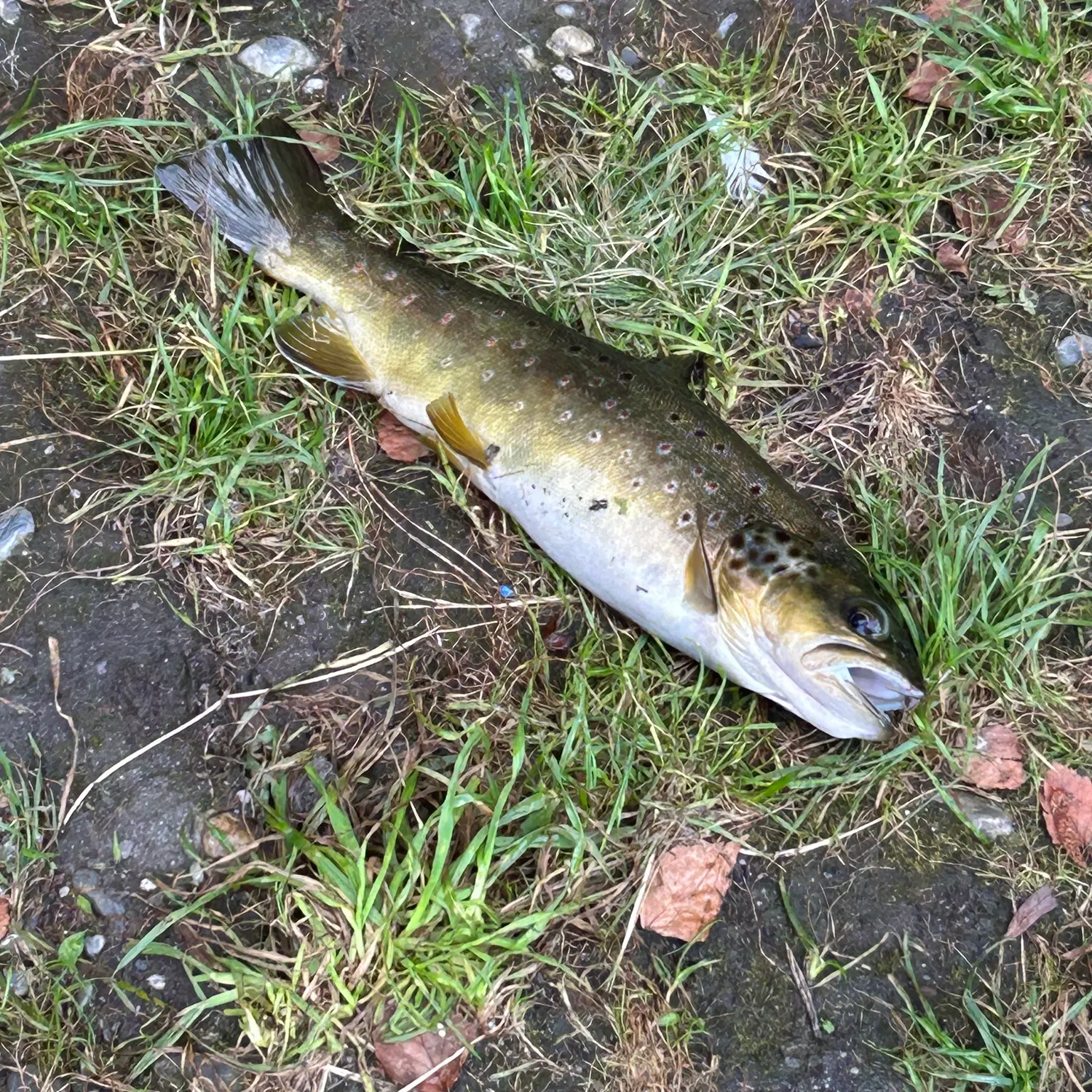 The most recent Lake trout catches on Fishbrain