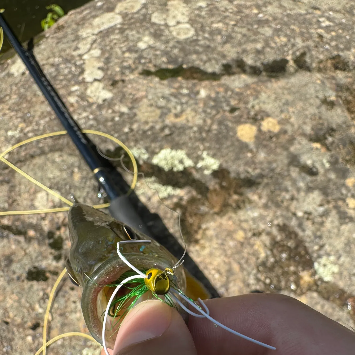 Redbreast sunfish caught on Fishbrain