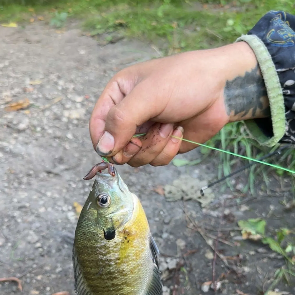 Bluegill caught on Fishbrain
