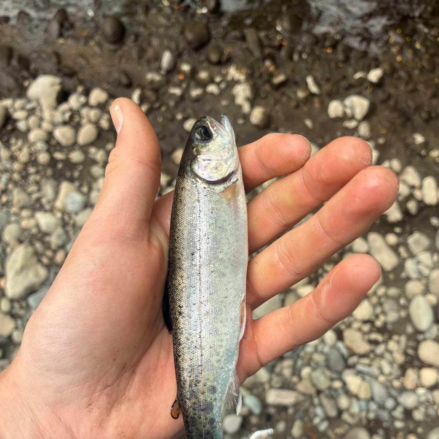 The most recent Coastal cutthroat trout catches on Fishbrain