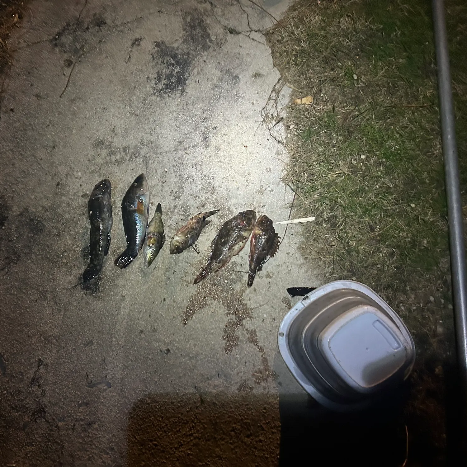 The most recent Black scorpionfish catches on Fishbrain