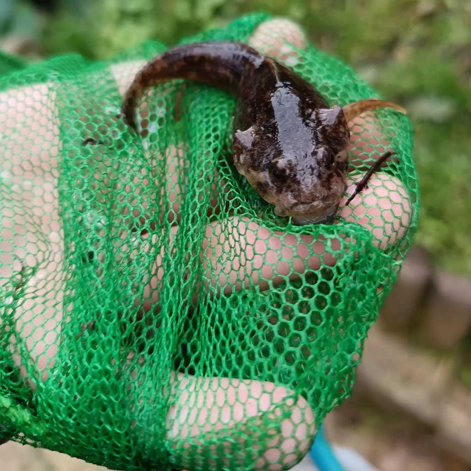 The most recent Shorthorn sculpin catches on Fishbrain