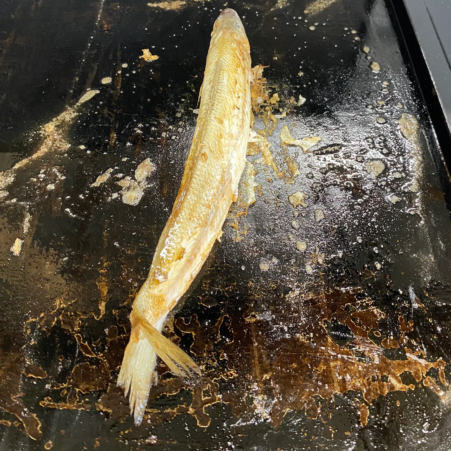 The most recent Sand sillago catches on Fishbrain