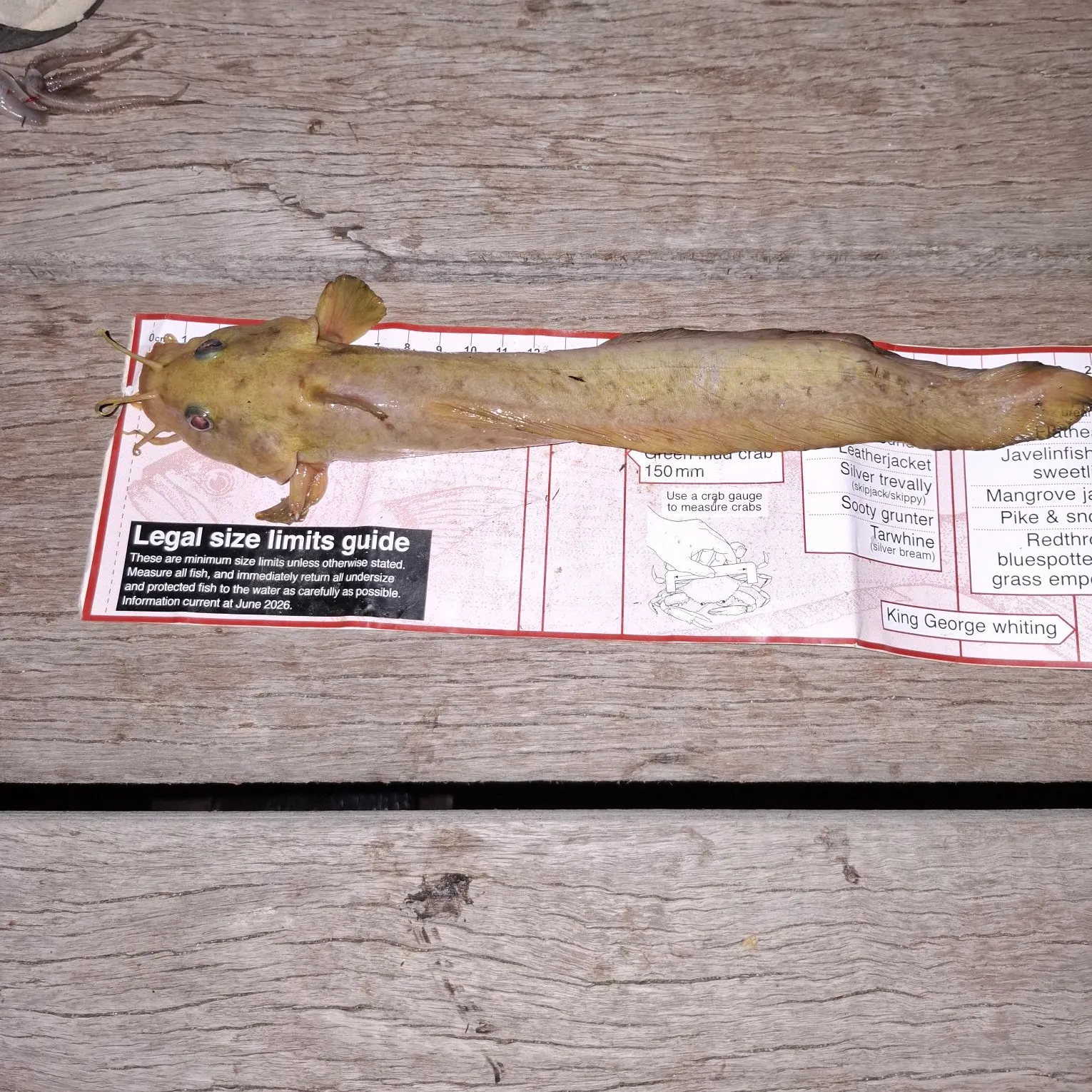 The most recent Cobbler catches on Fishbrain