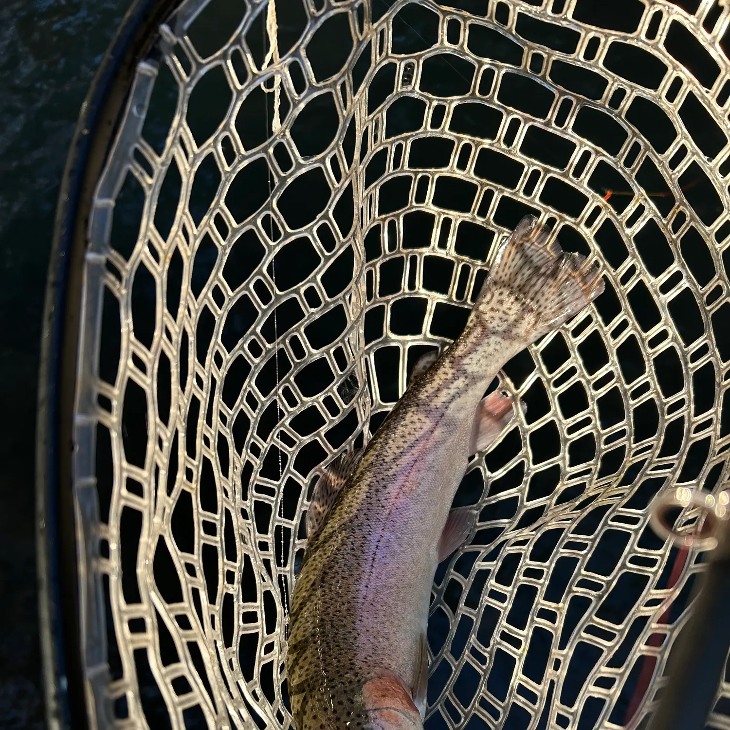 Rainbow trout caught on Fishbrain