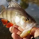 The most recent European perch catches on Fishbrain