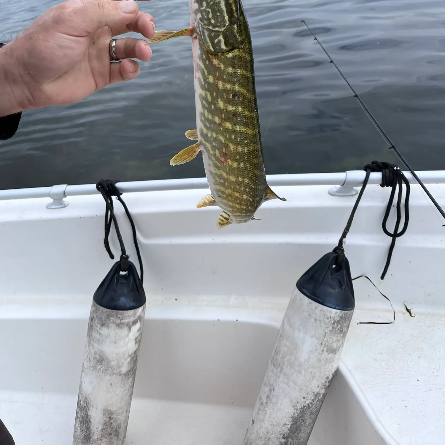 Northern pike caught on Fishbrain