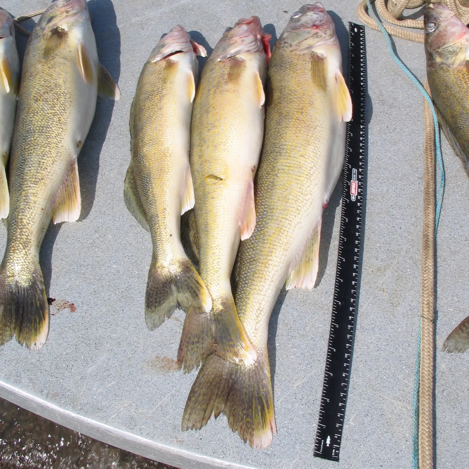 recently logged catches