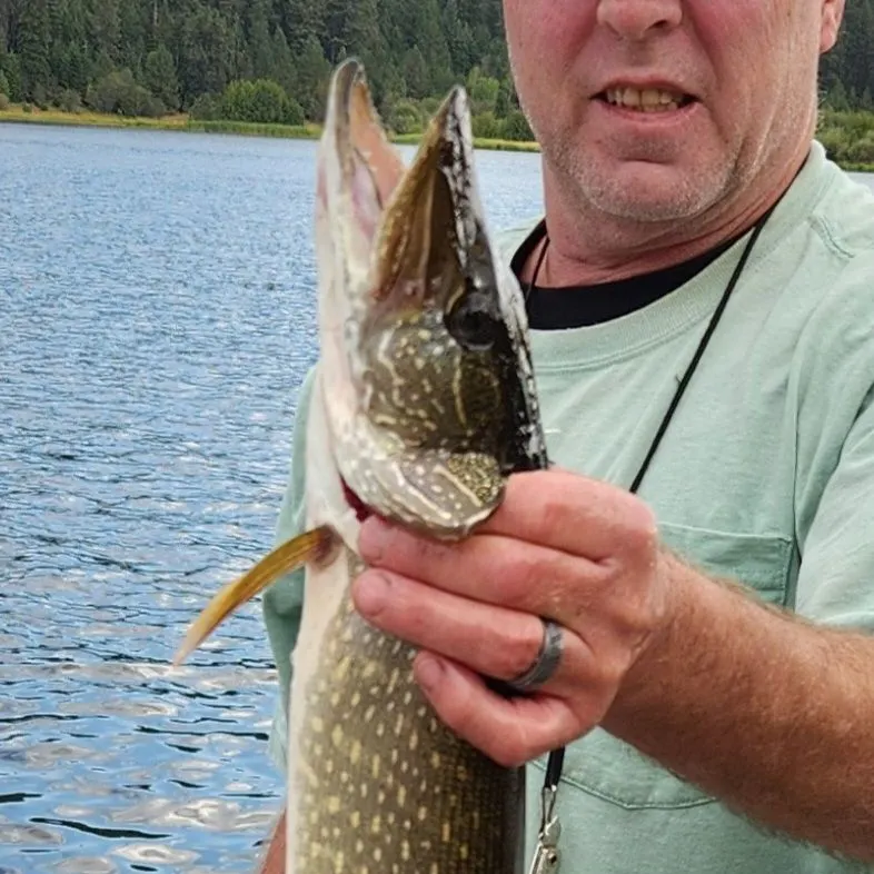 Northern pike caught on Fishbrain