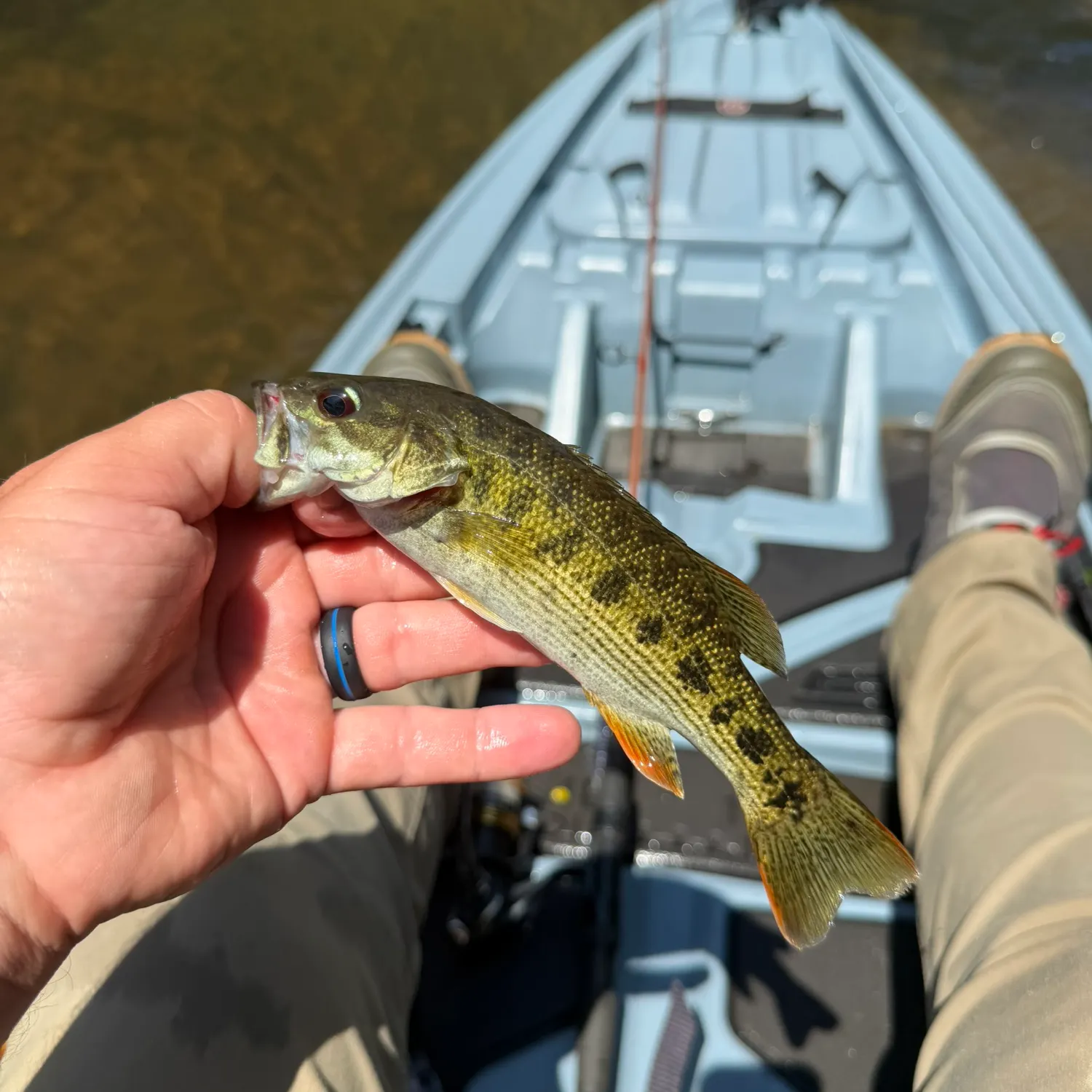 The most recent Chattahoochee bass catches on Fishbrain