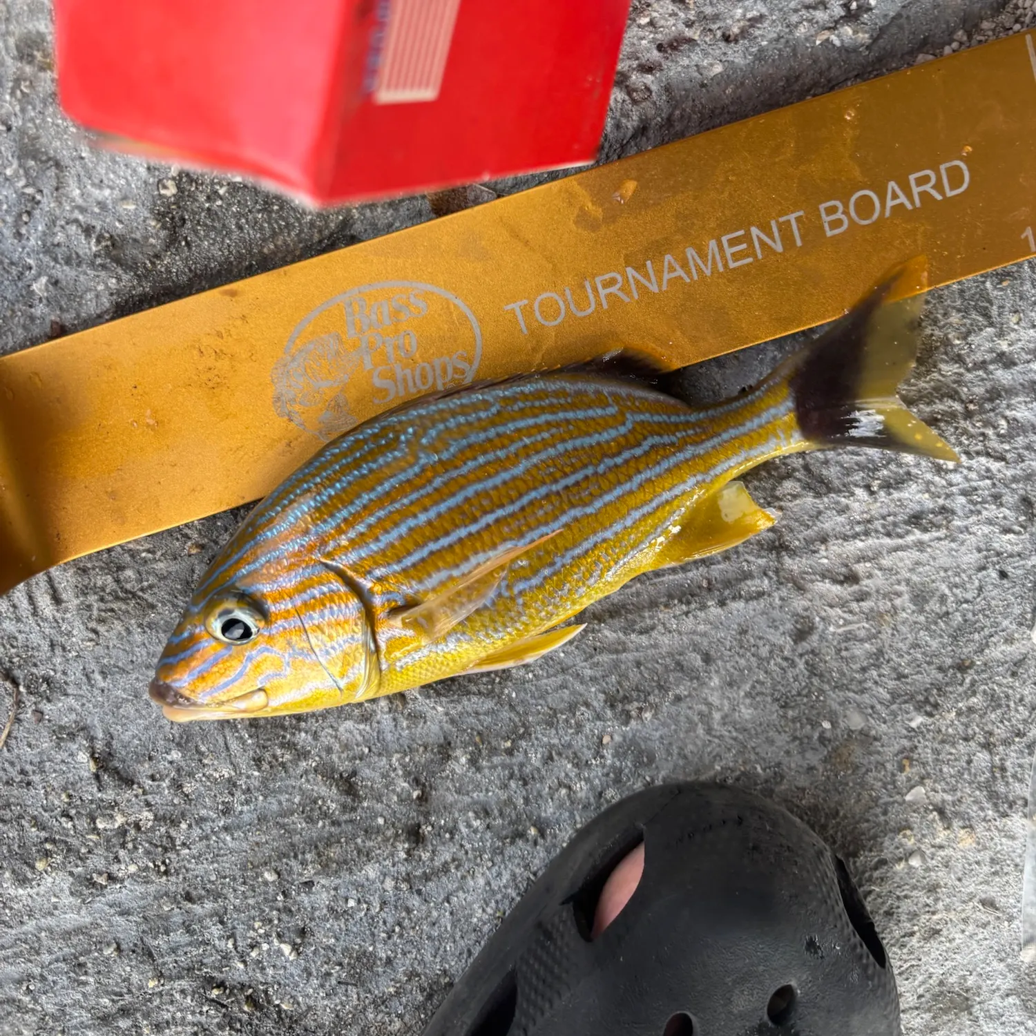 The most recent Bluestriped grunt catches on Fishbrain