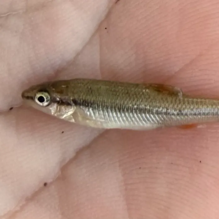The most recent Ozark minnow catches on Fishbrain