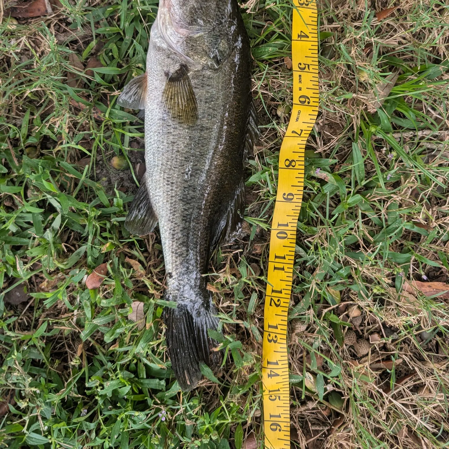 Largemouth bass caught on Fishbrain