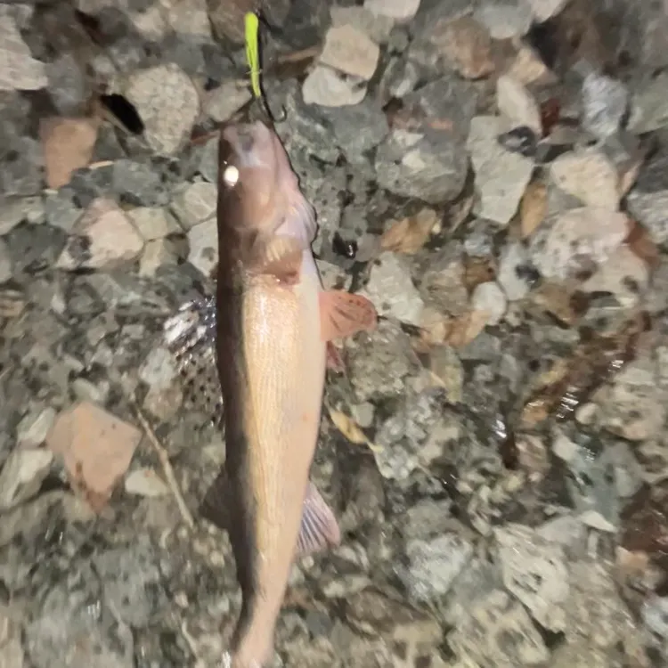 The most recent Sauger catches on Fishbrain