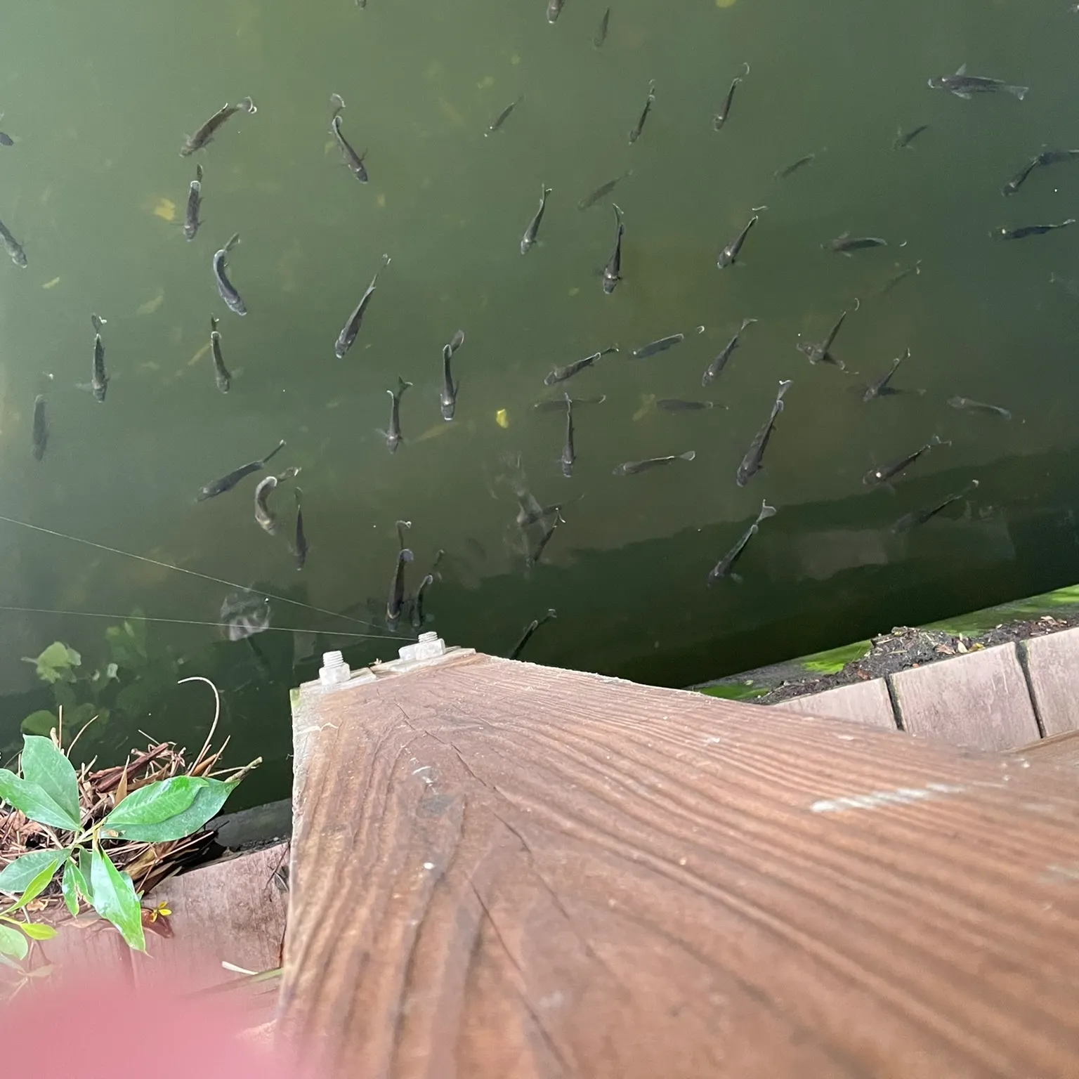 The most recent Wolf cichlid catches on Fishbrain