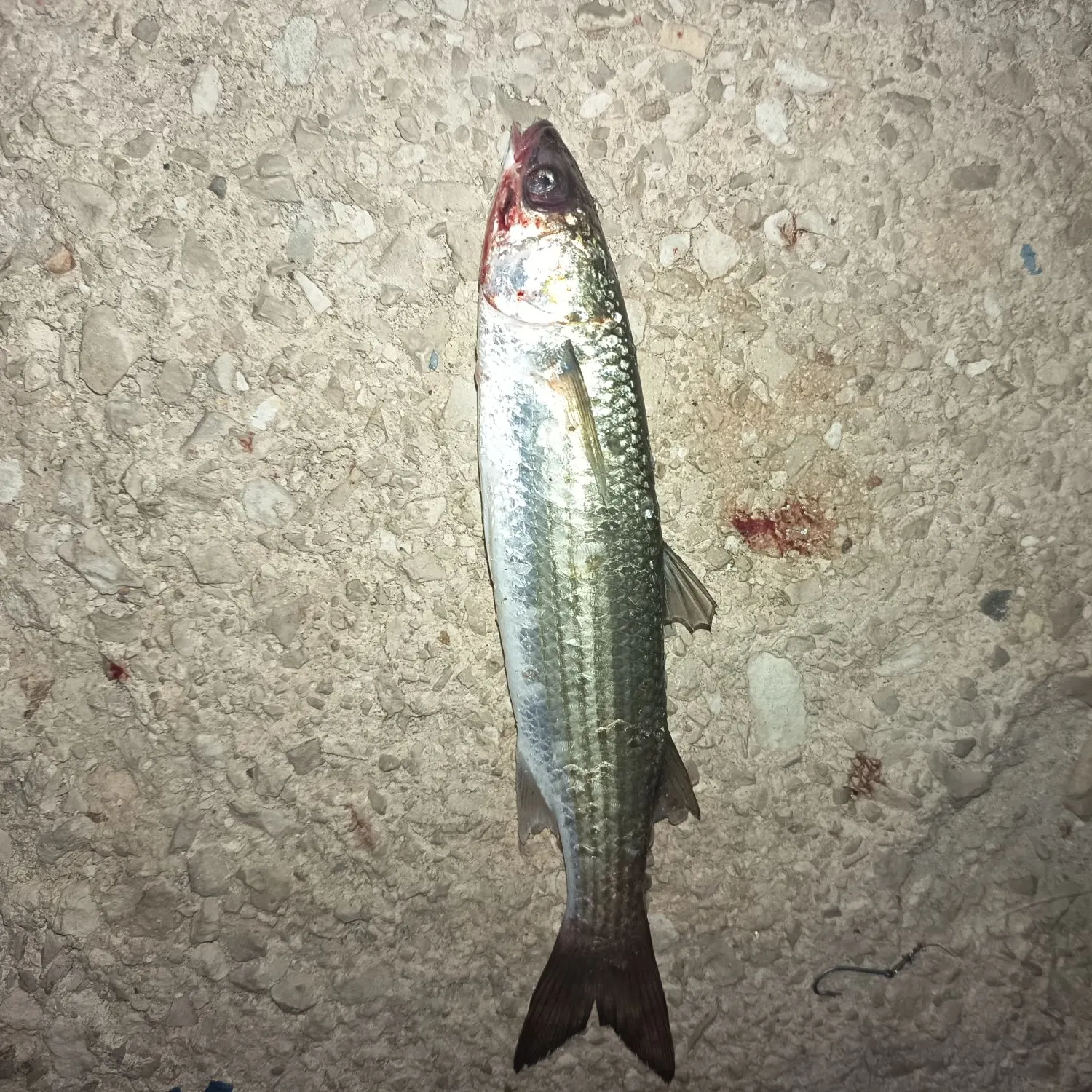 The most recent Thinlip grey mullet catches on Fishbrain