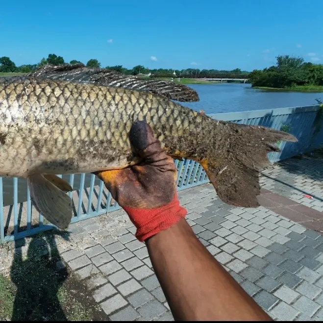 Common carp caught on Fishbrain