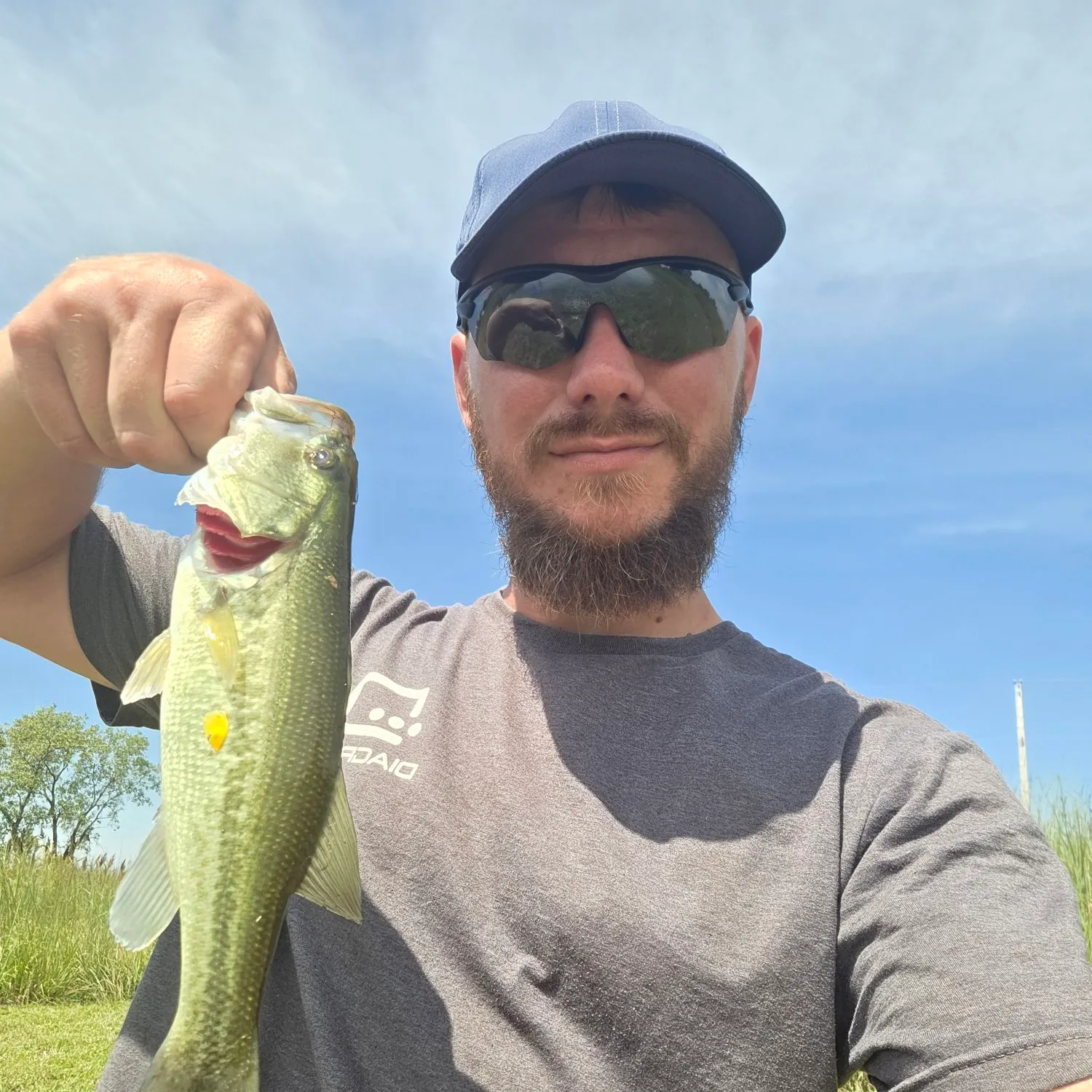 Largemouth bass caught on Fishbrain