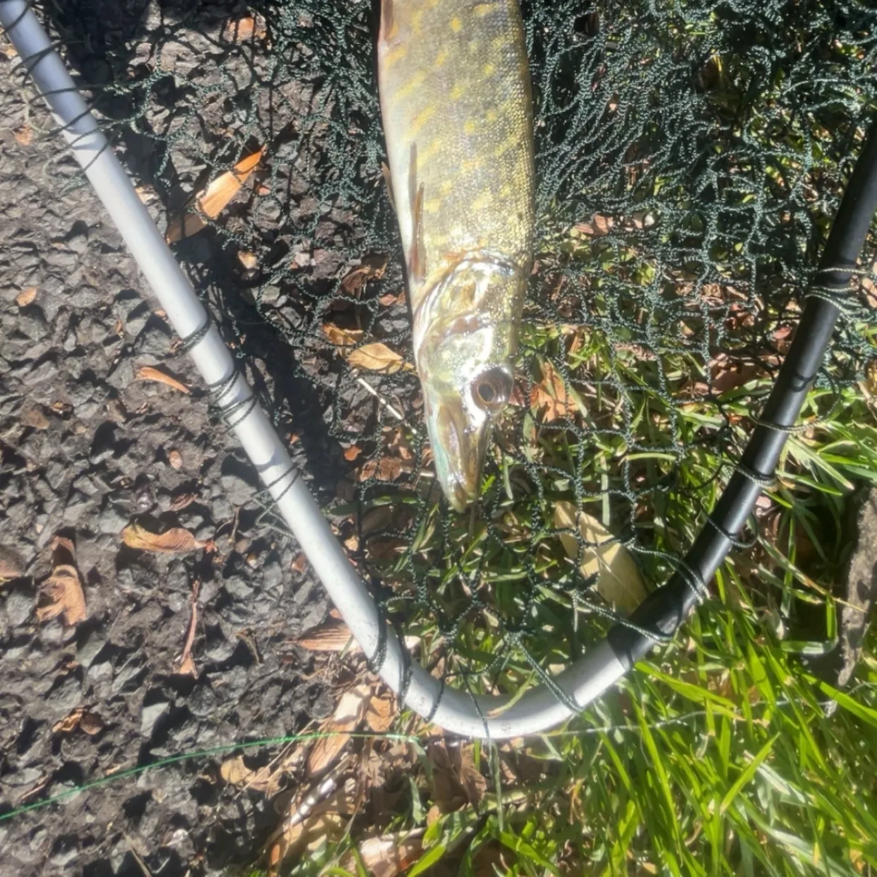 Northern pike caught on Fishbrain