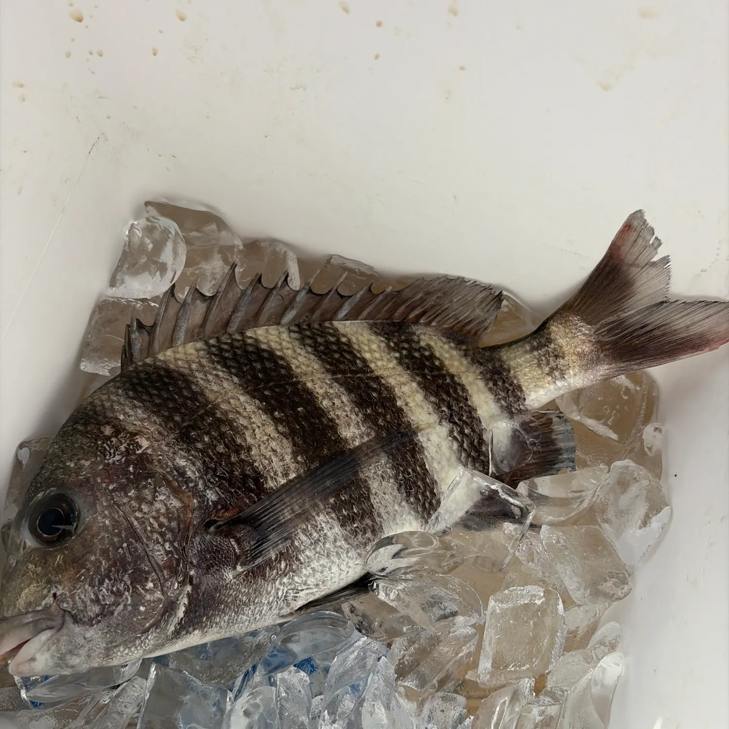 The most recent Sheepshead catches on Fishbrain