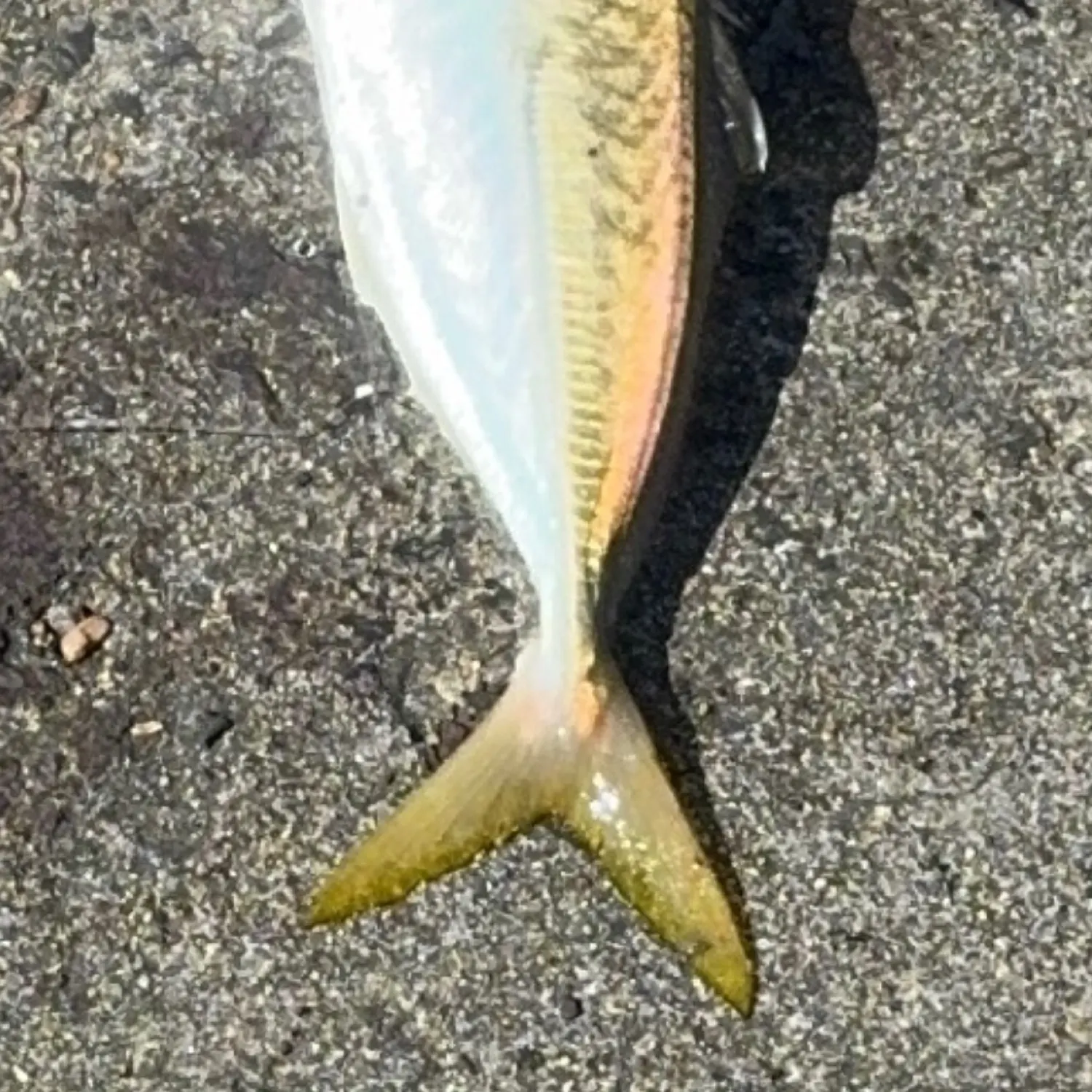 The most popular recent Greenback horse mackerel catch on Fishbrain