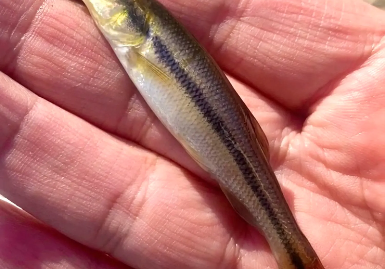 Eastern blacknose dace